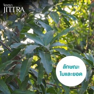 จิตตรา ต้นพันธุ์มะม่วงเบาใต้ เสียบยอดสูง 60-80 ซม. โตไว ให้ผลเร็ว พร้อมส่ง เคลมฟรี ต้นพันธุ์ผลไม้