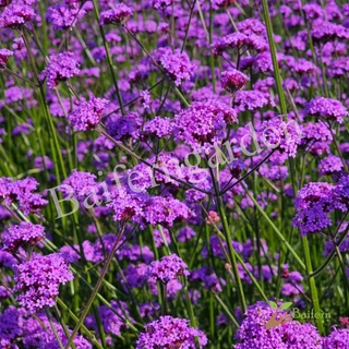 ต้นกล้าดอกเวอร์บีน่าไฟเนส(Verbena Bonariensis Finesse) ดอกไม้กินได้ รากแน่นพร้อมปลูก เลี้ยงง่าย ต้นอายุหลายปี