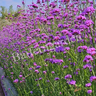 ต้นกล้าดอกเวอร์บีน่าไฟเนส(Verbena Bonariensis Finesse) ดอกไม้กินได้ รากแน่นพร้อมปลูก เลี้ยงง่าย ต้นอายุหลายปี