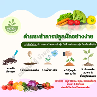 เมล็ดพันธุ์ถั่วลันเตา จำนวน 10 เมล็ด