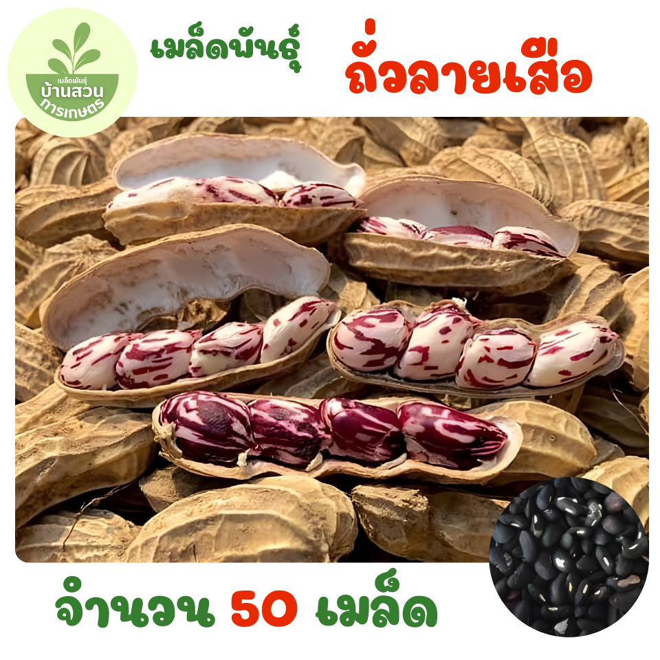 เมล็ดพันธุ์ถั่วลายเสือ จำนวน 50 เมล็ด