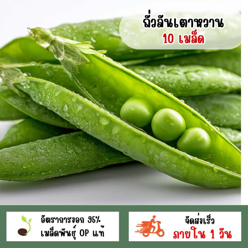 เมล็ดพันธุ์ถั่วลันเตาหวาน 10 เมล็ด