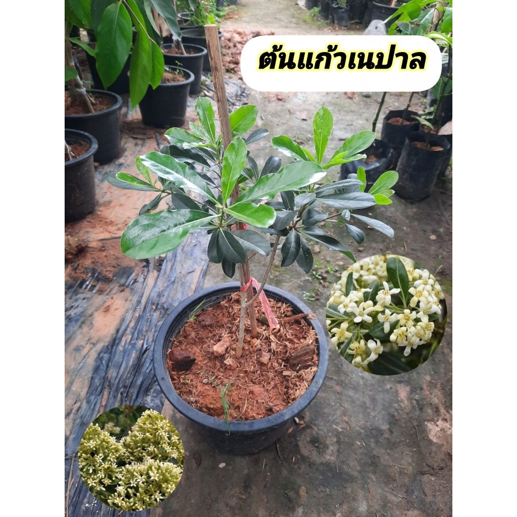 ต้นแก้วเนปาล แก้วเนปาล