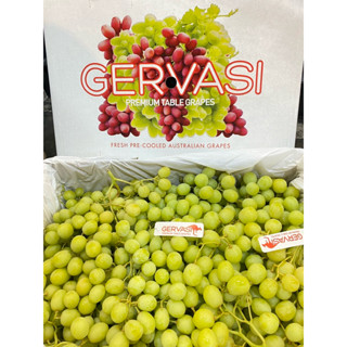 ส่งด่วน 4 ชม. องุ่นเขียวไร้เมล็ด (1KG) Green Grape (USA/AUS/…