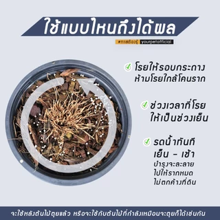 บำรุงไผ่ (1 แพ็ค 2 ซอง )ใช้กับต้นไผ่แมวเท่านั้น