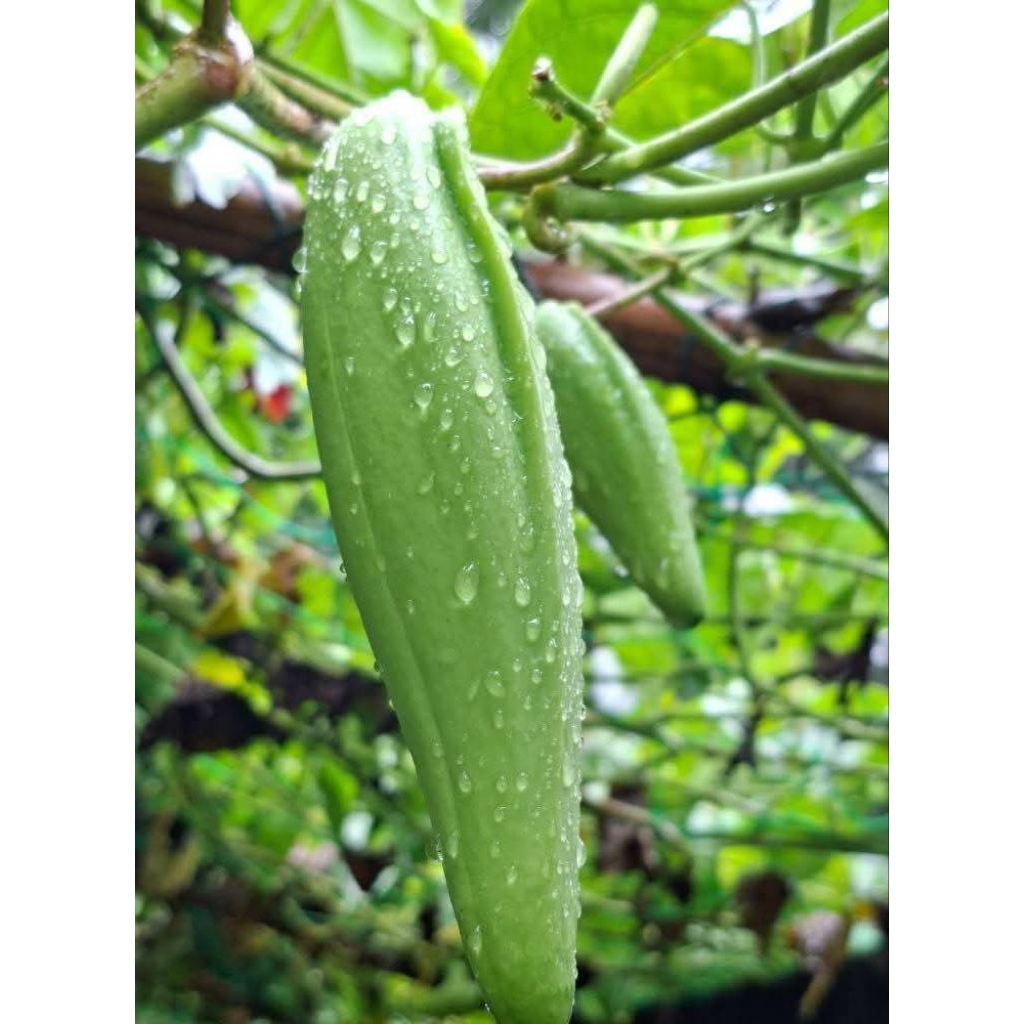 เมล็ดลูกข้าวสาร สำรับปลูกชุด35เมล็ดราคา100บาท