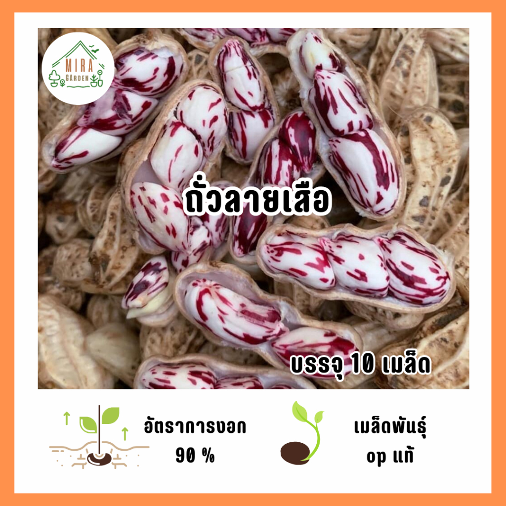 เมล็ดพันธุ์ถั่วลายเสือ 10 เมล็ด