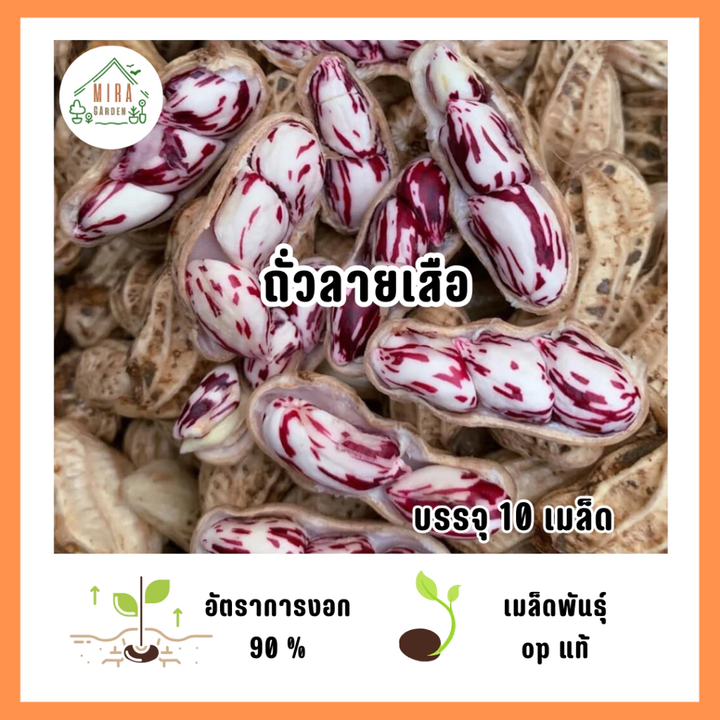 เมล็ดพันธุ์ถั่วลายเสือ 10 เมล็ด