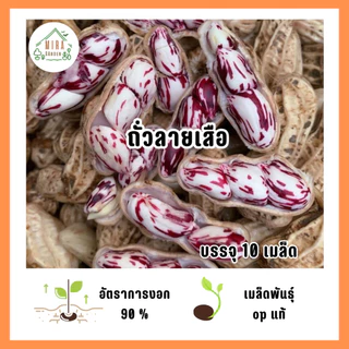 เมล็ดพันธุ์ถั่วลายเสือ 10 เมล็ด