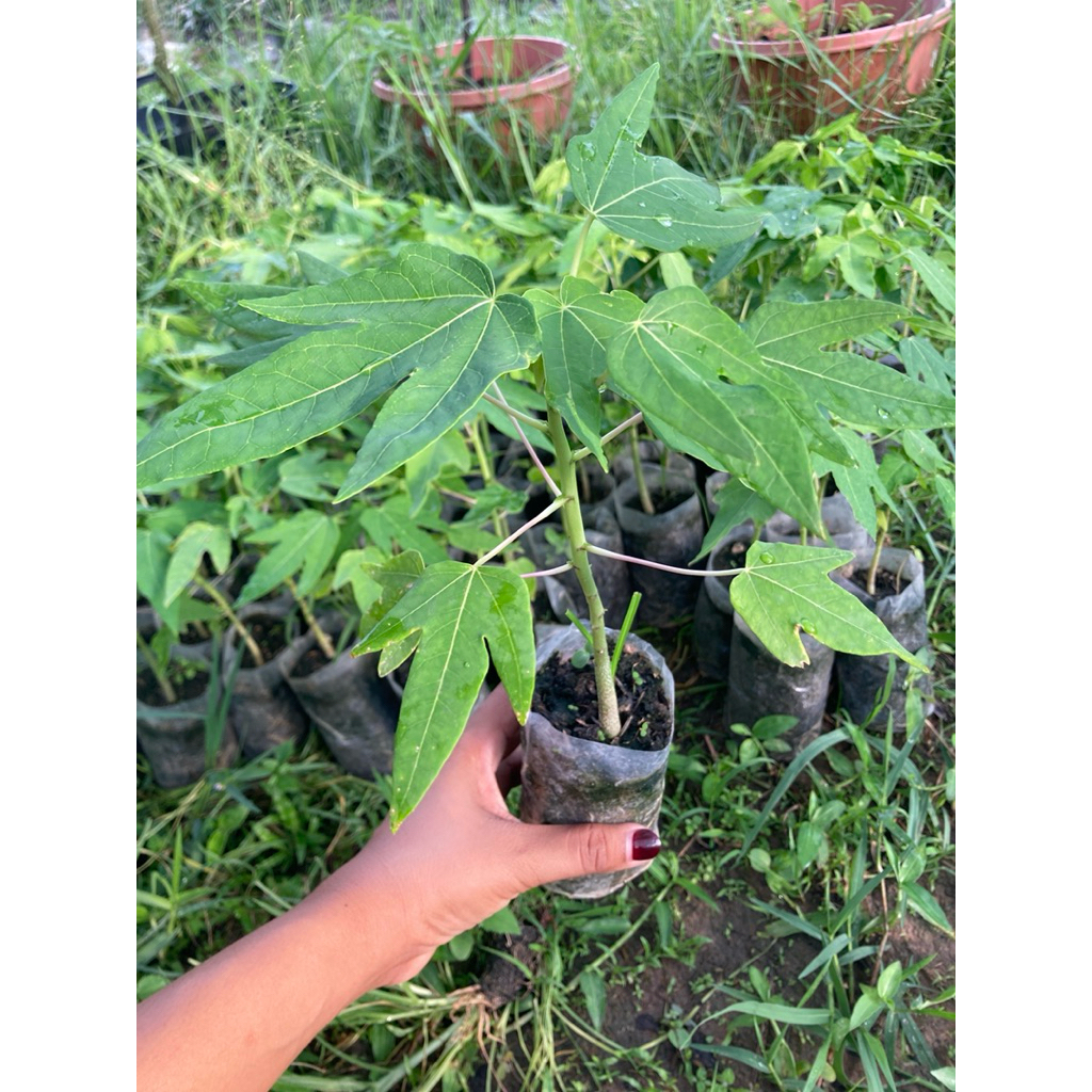 ต้นกล้ามะละกอฮอลแลนด์  พร้อมปลูก  กล้าละ 15บา