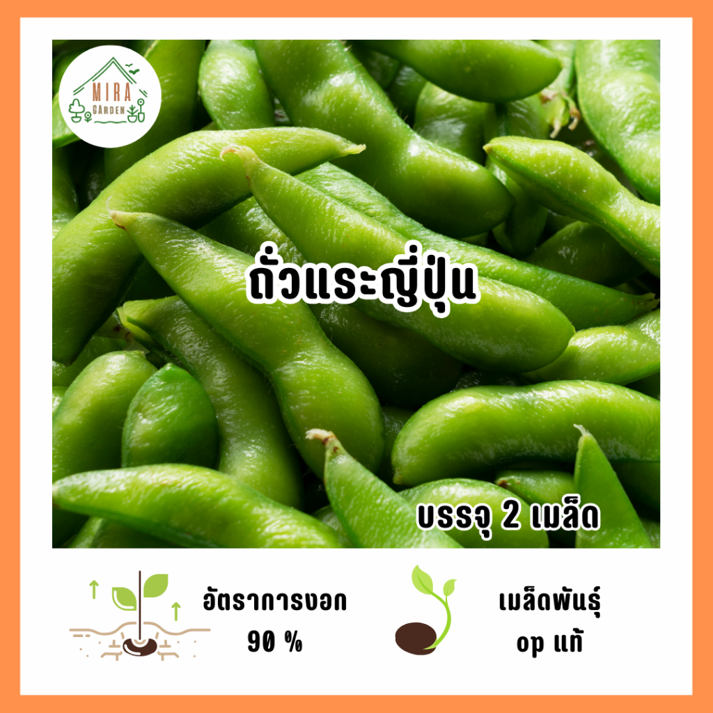 เมล็ดพันธุ์ถั่วแระญี่ปุ่น 2 เมล็ด