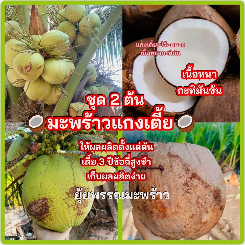 (ชุด2ต้น)มะพร้าวแกงเตี้ย