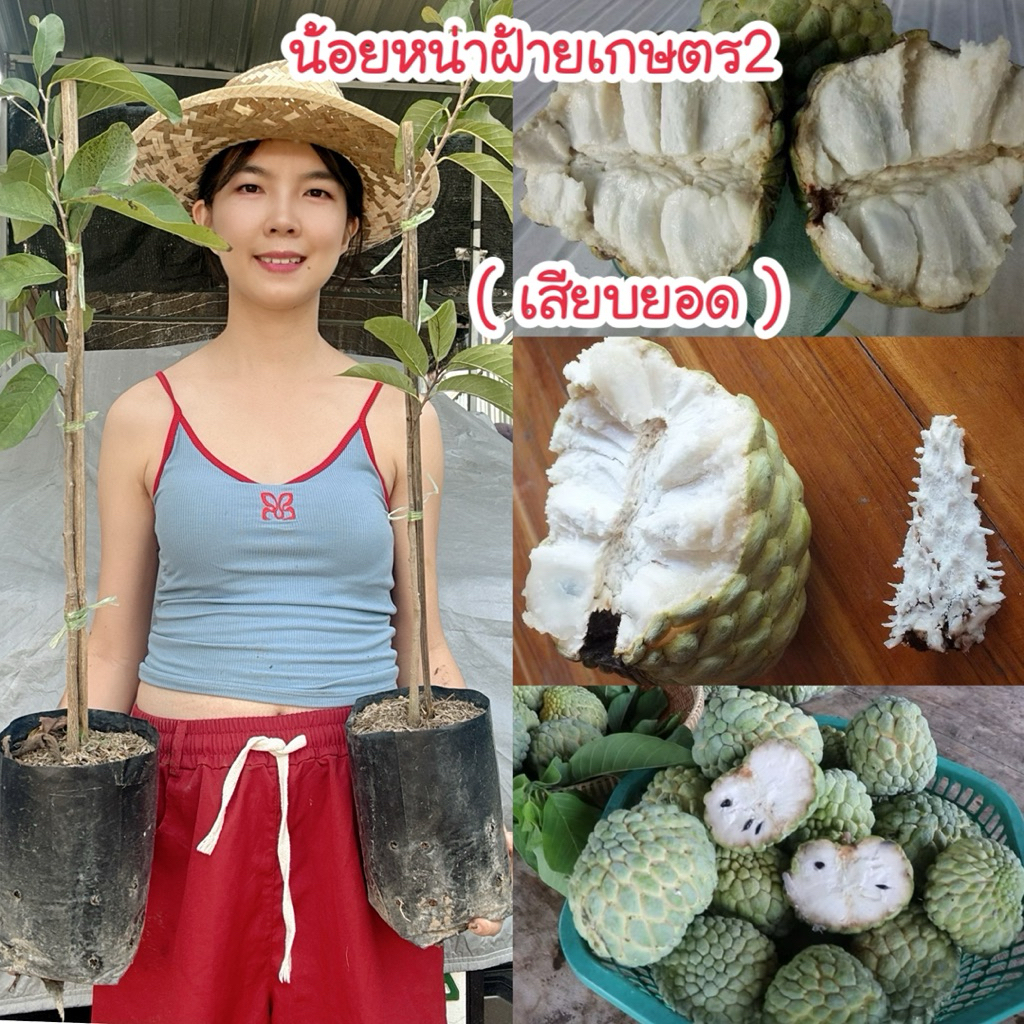 #ต้นน้อยหน่าฝ้ายเขียวเกษตร2 (เสียบยอด) สูง50-70 เซน 1 ปีให้ผล สายพันธุ์ปรับปรุงระหว่างเพชรปากช่องกับน้อยหน่าฝ้ายเกษตร1