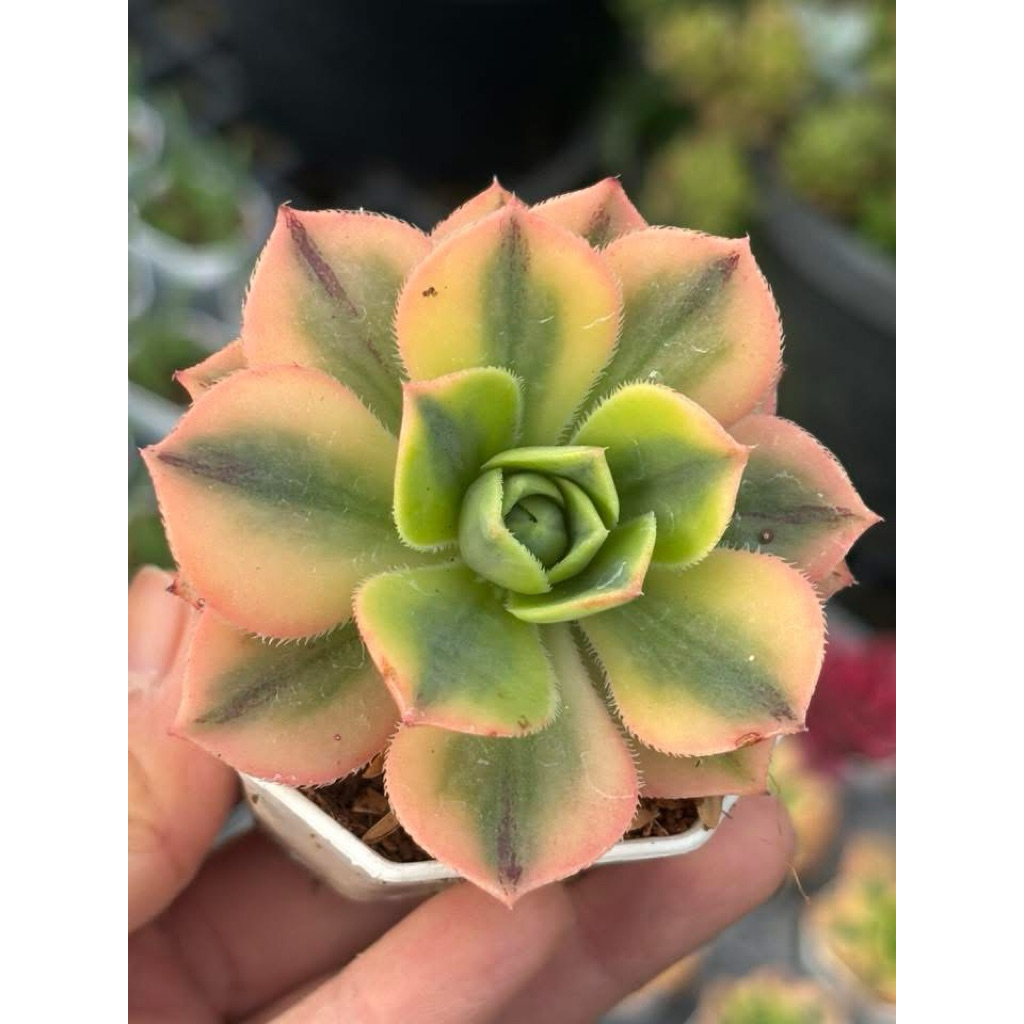 Aeonium Starburst ไม้อวบนำ้ น่ารักๆ กระถาง 2 นิ้ว