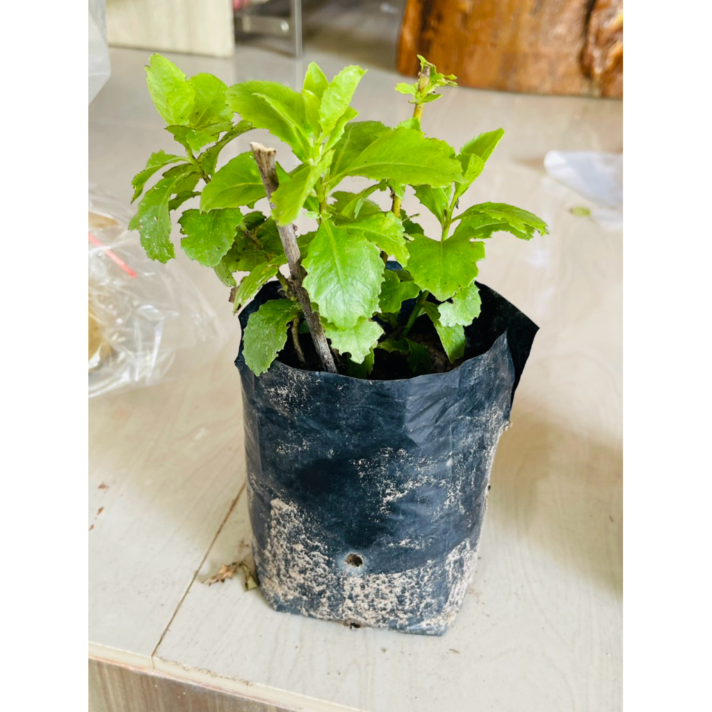 ต้นพันธุ์ใบขลู่เพาะชำกิ่งในถุงดำรากเดินดีพร้อมปลูก ราคา ถูกที่สุด ดีลบีเคเค แกลเลอรีภาพที่ 6