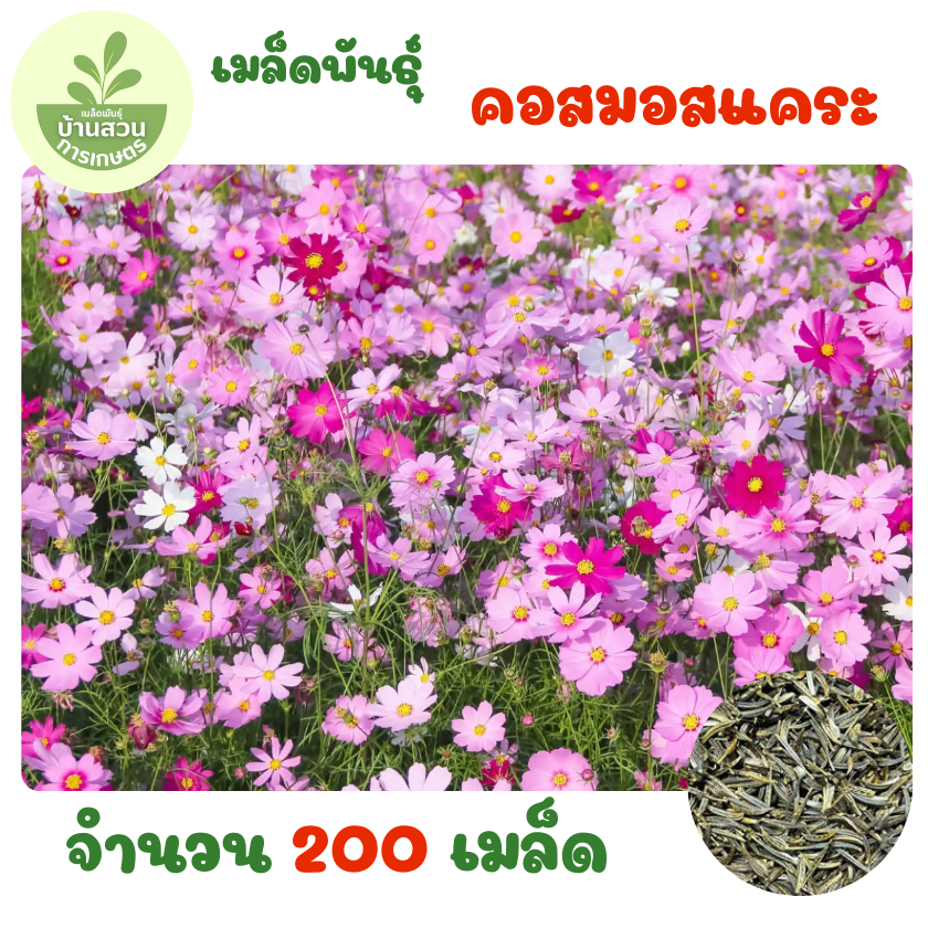 เมล็ดพันธุ์คอสมอสแคระ 200 เมล็ด