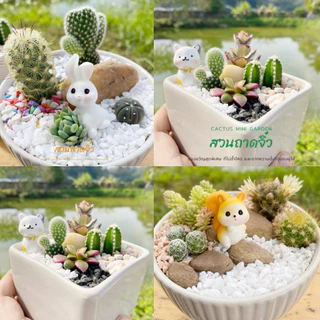 สวนถาด กระบองเพชร แคคตัส cactus garden ชุดจัดสวนถาด อุปกรณ์พร้อมจัดเอง