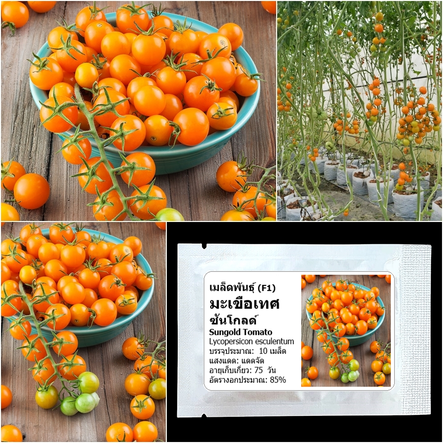 เมล็ดพันธุ์ มะเขือเทศ ซันโกลด์ Sungold Tomato F1 Seed 10 เมล็ด คุณภาพดี ของแท้ 100%