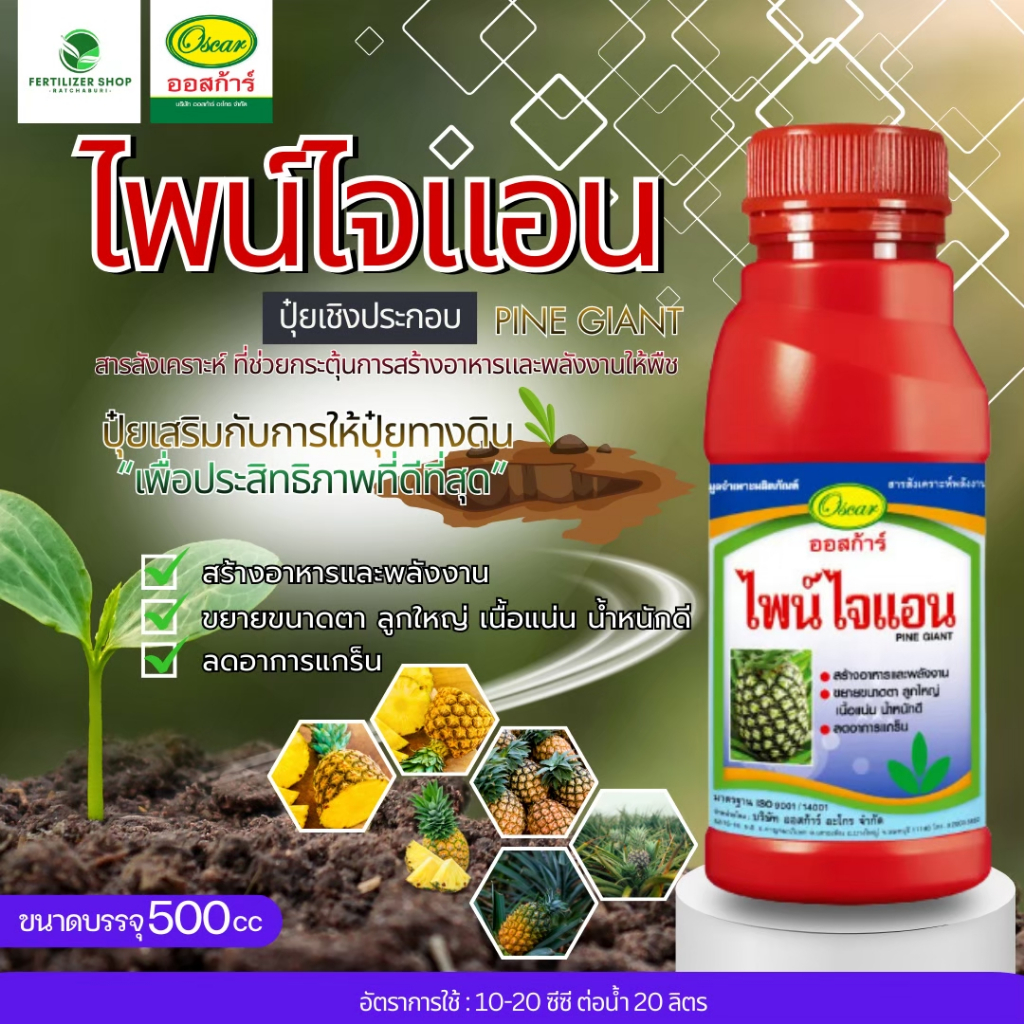 ไพน์ไจแอน(ขนาด 500cc) ออสก้าร์.