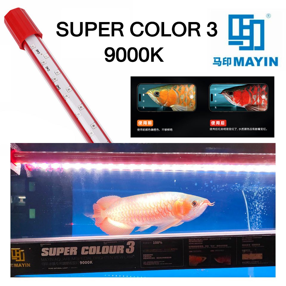 หลอดไฟแทนนิ่งปลามังกรแดง MAYIN SUPER COLOR 3