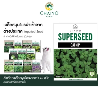เมล็ด CATNIP และ เมล็ดสมุนไพรออร์แกนิค Herbs Seeds