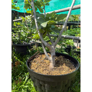 ดินปลูกมะเดื่อฝรั่ง(FIG ROOT PRO) ขนาด 2 กก. ดินโปร่ง ระบายน้ำดี