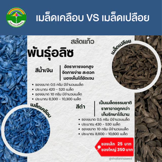 เมล็ดพันธุ์ผักสลัด สลัดแก้ว พันธุ์อลิซ ( ขนาด 0.5 กรัม ) ( เมล็ดเคลือบ ) รหัสสินค้า SSC 1025