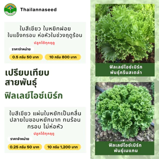 เมล็ดพันธุ์ผักสลัด ฟิลเลย์ไอซ์เบิร์ก พันธุ์กรีนสเตล่า ( ขนาด 0.5 กรัม ) ( เมล็ดเปลือย ) รหัสสินค้า 3002