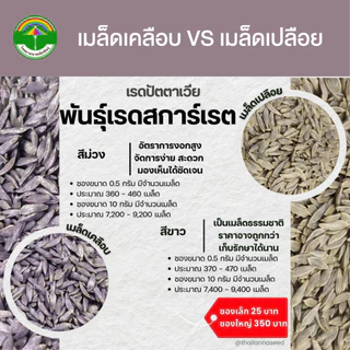 เมล็ดพันธุ์ผักสลัด เรดปัตตาเวีย พันธุ์เรดสการ์เรต ( ขนาด 0.5 กรัม ) ( เมล็ดเปลือย ) รหัสสินค้า 3029
