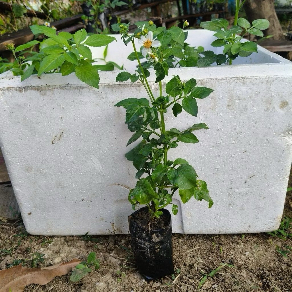 🌱ต้นดาวดอย / ปิ่นนกไส้🌿 สั่ง 5 ต้น แถม 1 ต้น