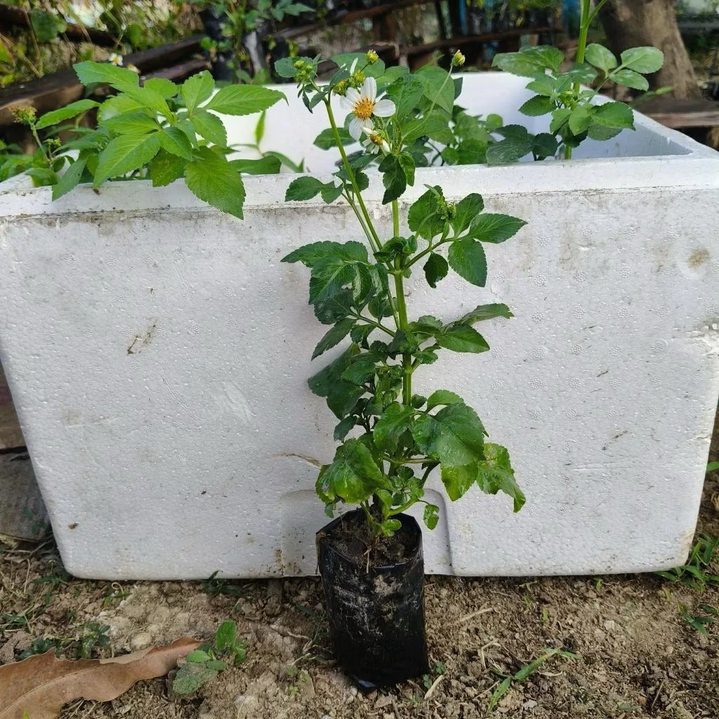🌱ต้นดาวดอย / ปิ่นนกไส้🌿 สั่ง 5 ต้น แถม 1 ต้น