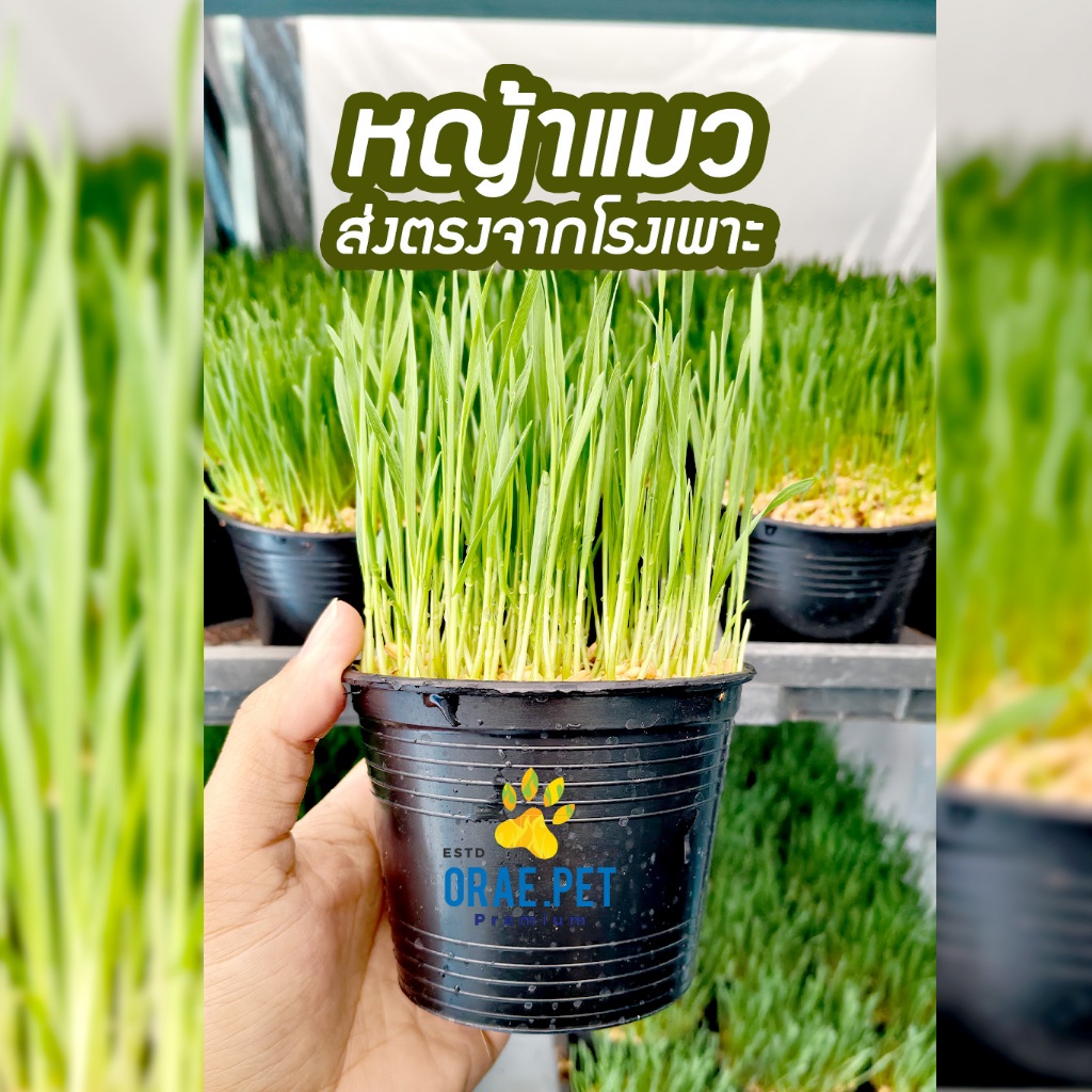 หญ้าแมว พร้อมทาน ส่งเป็นกระถางพร้อมต้น ต้นอ่อนข้าวสาลีปลูกแล้ว หญ้าแมวปลูกให้แล้ว