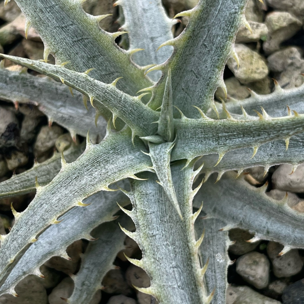 [ขายต้นนี้เลย]Dyckia Silver Surfer/ดิ๊กเกียด่าง ขายกระถางละ 350 บาท