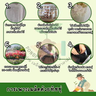 เมล็ดพันธุ์ราสเบอร์รี่สีเหลือง 10 เมล็ด
