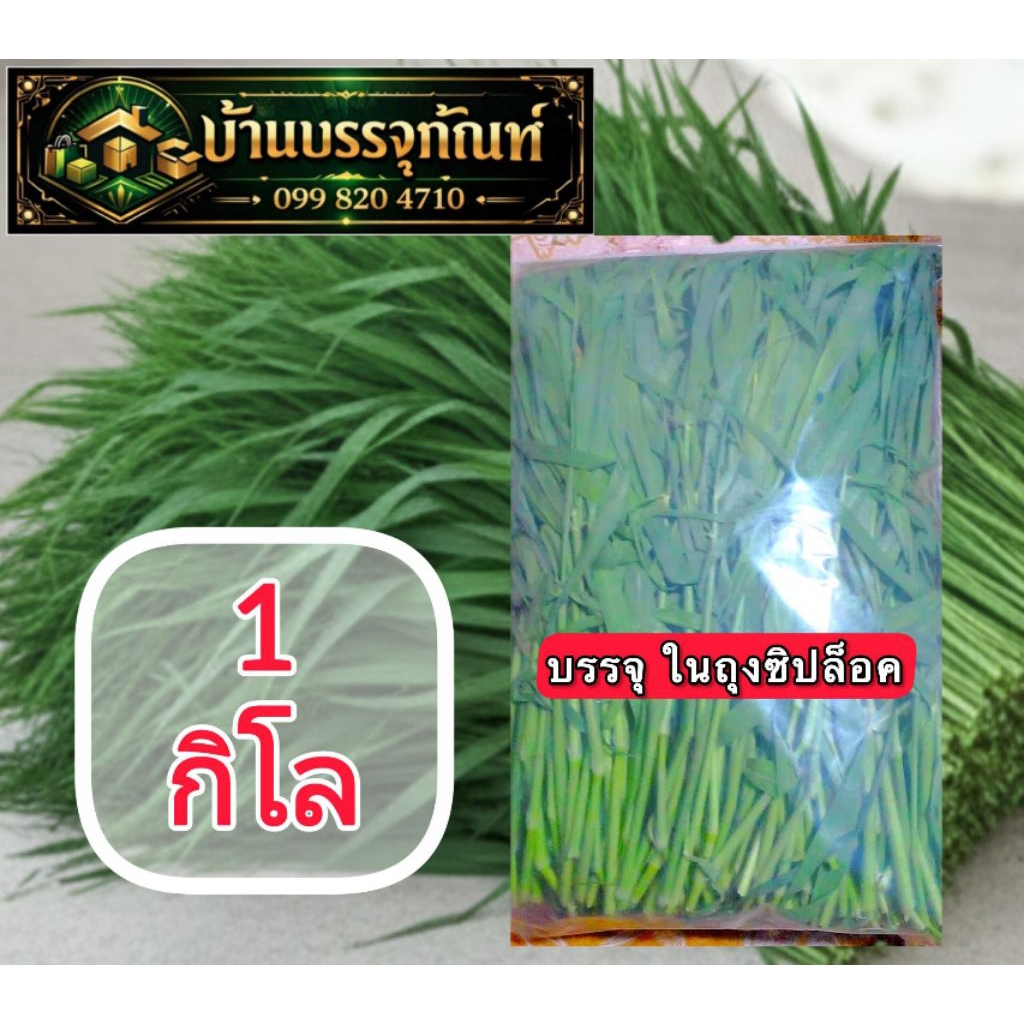 หญ้าขนสดๆ 1 กิโล (คัดคุณภาพ) (ฟรีค่าส่ง ใช้โค้ด) ธรรมชาติ ไรสารพิษ อาหารเต่า อาหารกระต่าย อาหารหนู (ร้านนี้เคลมทุกกรณี)
