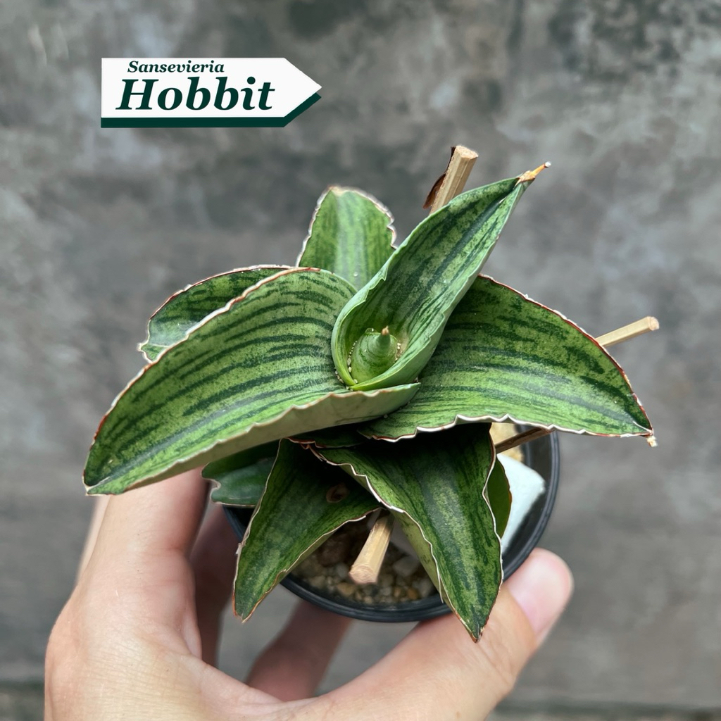ต้นลิ้นมังกร Sansevieria  Hobbit