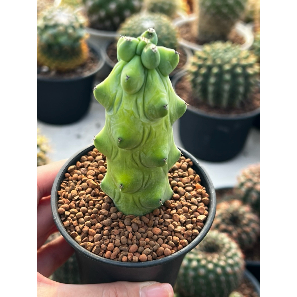 Myritillocactus นมพันเต้า แคคตัส กระบองเพชร