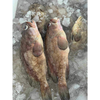 ปลาเก๋าไซส์ 3-4 ตัวโล ขายยก5กิโลกรัม ปลาเก๋าสดๆจากระนอง