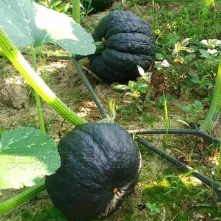 【ซื้อ 5 แถม 5 ฟรี】เมล็ดพันธุ์ ฟักทองญี่ปุ่น ประมาณ 25 เมล็ด Japanese Pumpkin Seeds Vegetable Plants เมล็ดพันธุ์ผัก เมล็ด