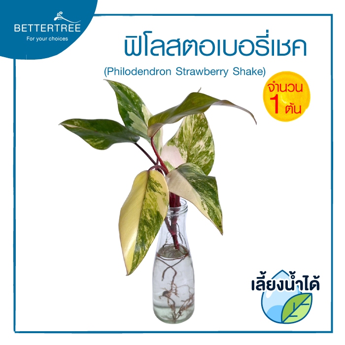 ฟิโลสตอเบอรี่เชค(จำนวน 1 ต้น) เลี้ยงน้ำได้  (Philodendron Strawberry Shake) ไม้เลี้ยงน้ำ