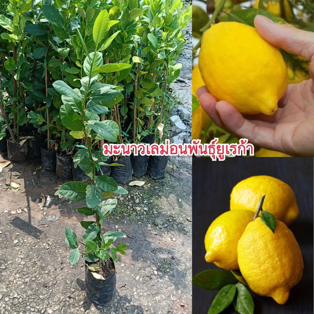 ต้นมะนาวเลม่อนพันธุ์ยูเรก้า (กิ่งตอน) สูง 70-90 เซนติเมตร
