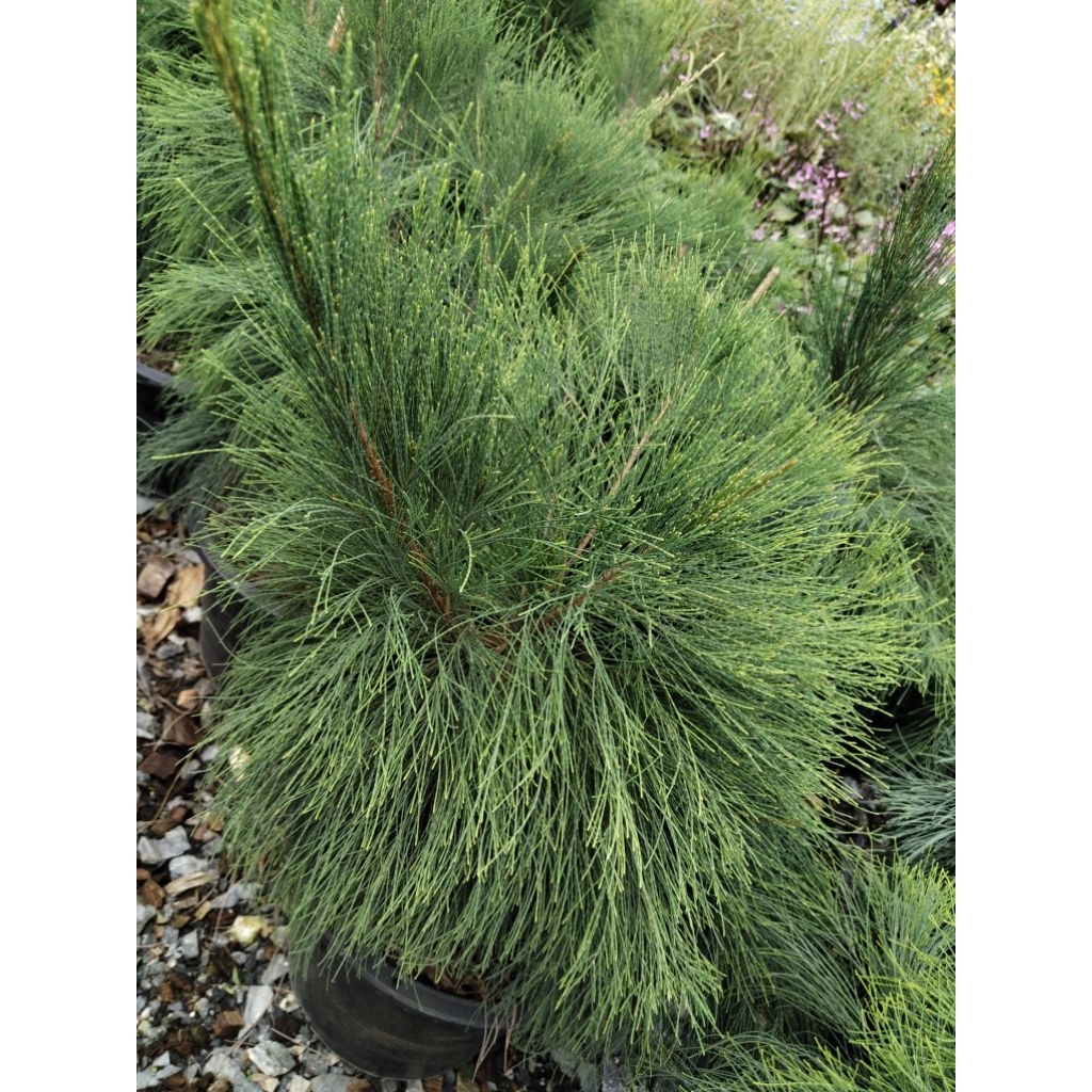 สนประดิพัทธ์แคระ Iron Wood Horsetail