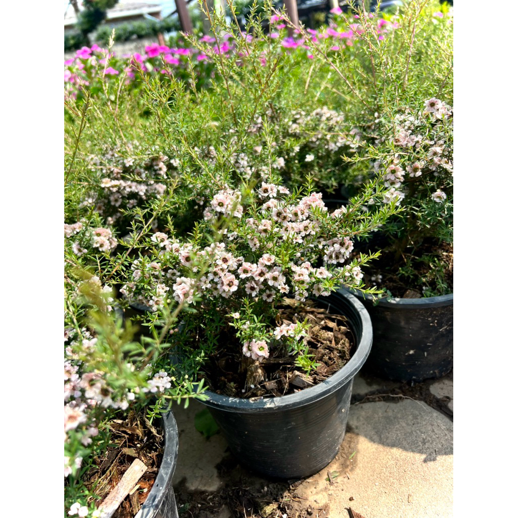 Manuka ต้น มานูก้า Tea Tree / Manuka ไม้ดอก พุ่มสวย ดอกสีขาว New Zealand tea tree/Broom tea-tree