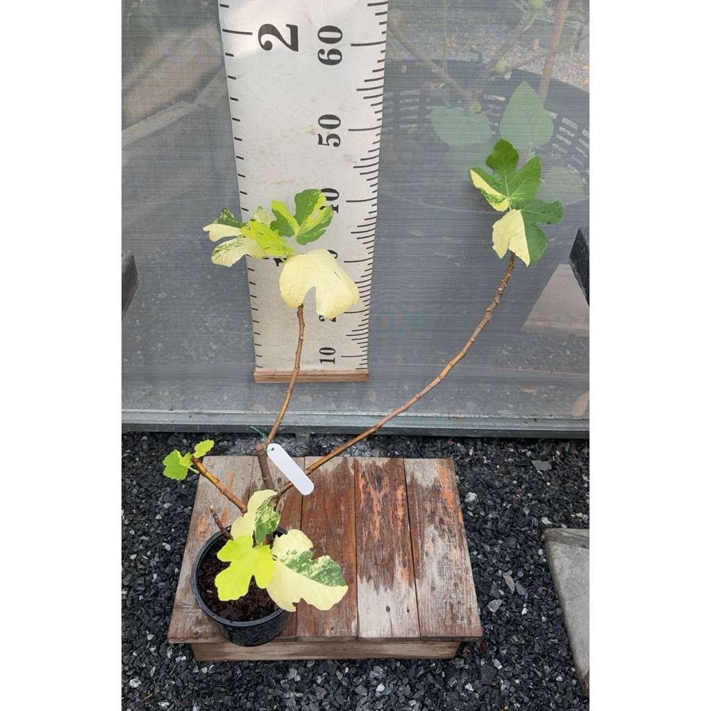 มะเดื่อฝรั่ง Fig พันธุ์ Jolly tiger  ด่าง 1ต้น/ออเดอร์