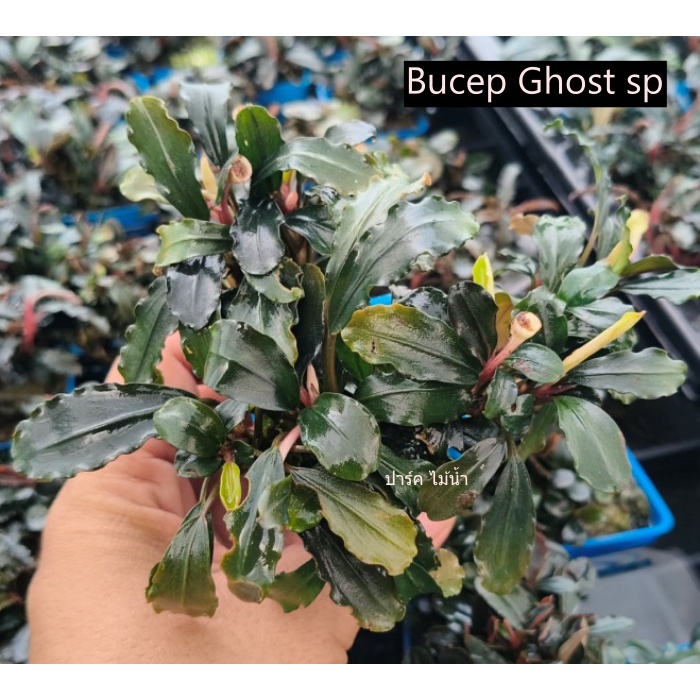 Bucep Ghost sp บูเซปโกส sp1 พอท ร้านปาร์ค ไม้น้ำ พร้อมส่ง
