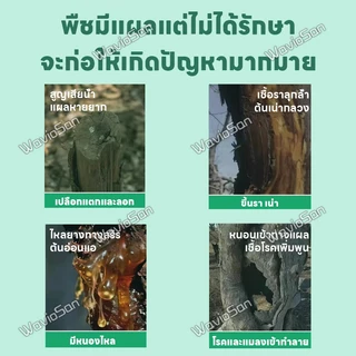 🌲สมานแผลเร็ว🌲ยาทาแผลต้นไม้ ทาแผลต้นไม้ ยาทาแผลต้นไม้ป้องกันเชื้อรา เคลือบปกป้องแผล ใช้ได้หลายพืช