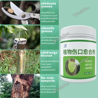 🌲สมานแผลเร็ว🌲ยาทาแผลต้นไม้ ทาแผลต้นไม้ ยาทาแผลต้นไม้ป้องกันเชื้อรา เคลือบปกป้องแผล ใช้ได้หลายพืช