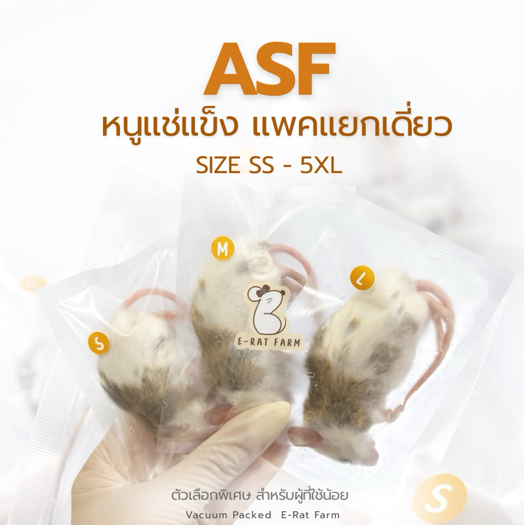 หนูแช่แข็ง ASF 🐭Size S-5XL แพคเดี่ยว | E-Rat Farm อาหารงูขายมานาน7 ปี