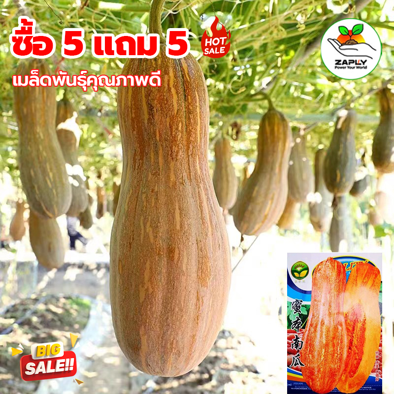 เมล็ดฟักทองหยดน้ำผึ้ง 30เมล็ด  ฟักทองถุงทอง เมล็ดพันธุ์ฟักทองหยดน้ำผึ้ง เมล็ดพันธุ์ผัก สวนผัก