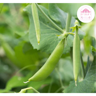 เมล็ดพันธุ์ถั่วลันเตา 10 เมล็ด